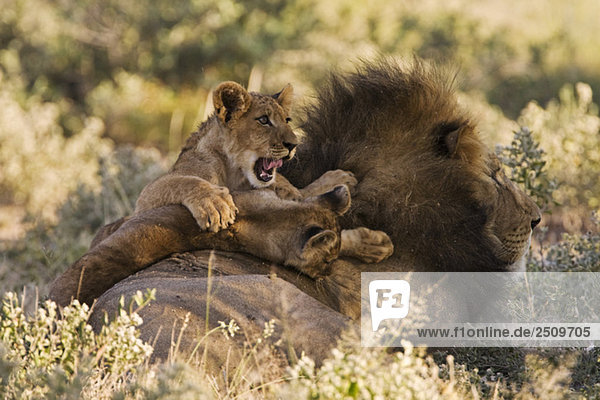 Afrika Botswana Erwachsener männlicher Löwe (Panthera leo) und Jungtier
