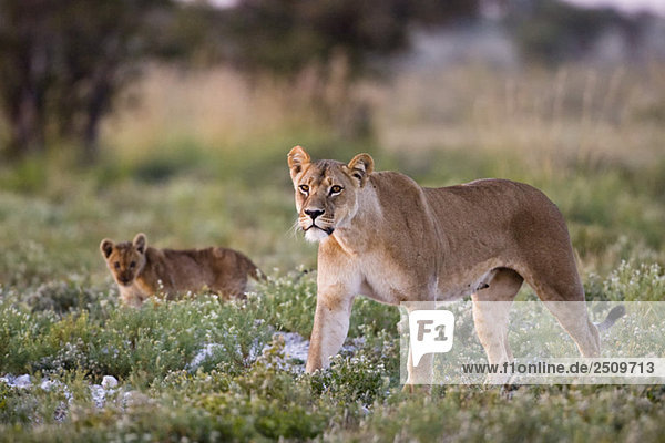 Africa Botswana Lioness (Panthera leo) and cub