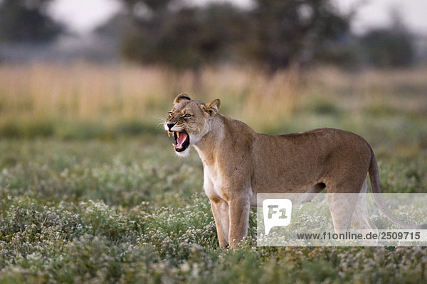 Africa Botswana Lioness (Panthera leo) roaring