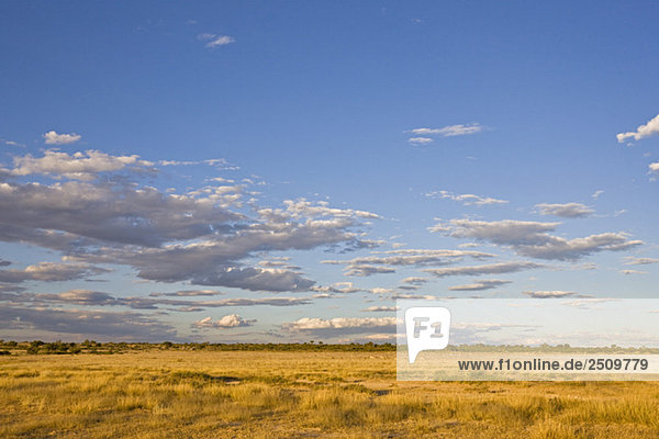 Afrika  Lesholoago Pan  Botswana  Landschaft