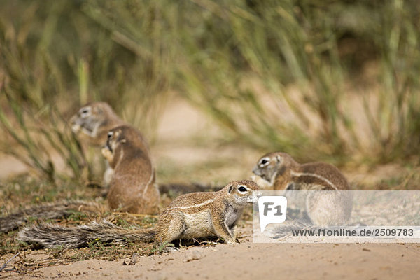 Africa  Botswana  African ground squirrels (Xerus rutilus)