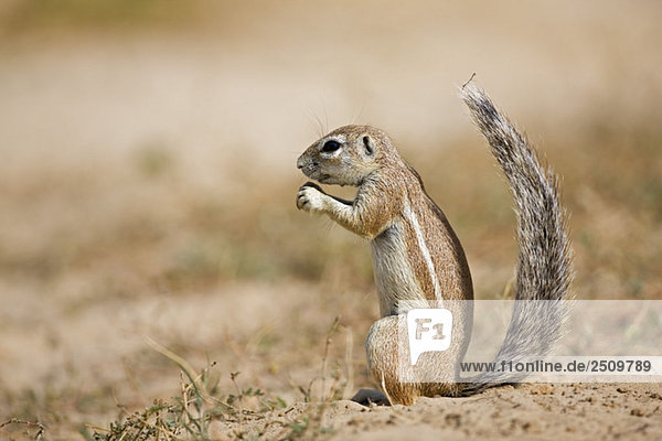 Africa  Botswana  African ground squirrel (Xerus rutilus)