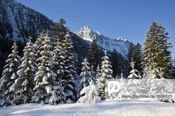 Deutschland  Bayern  Winterlandschaft im Hintergrund Wettersteingebirge