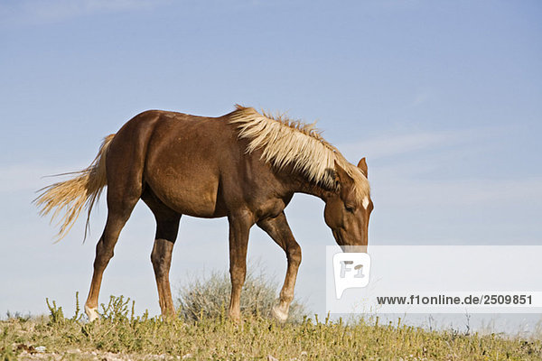 Afrika  Namibia  Aus  Grasendes Pferd