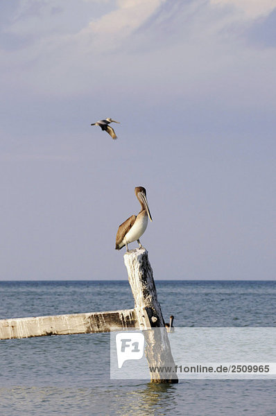 Mexiko  Holbox Island  Pelikane auf Holzpfosten im Meer sitzend