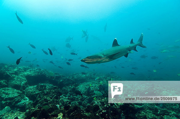 Galapagos Islands  Ecuador  Grey reef shark (Carcharhinus amblyrhynchos)