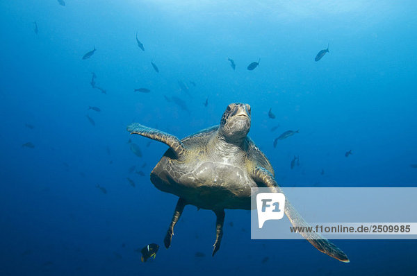 Galapagos Islands  Ecuador  Hawksbill turtle (Eretmochelys imbricata)