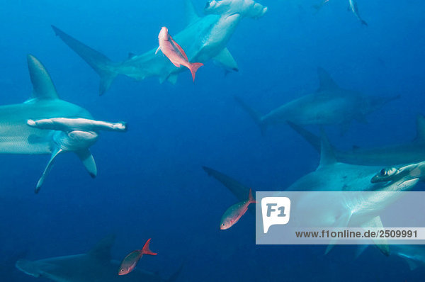 Galapagos Islands  Ecuador  School of Hammerhead sharks