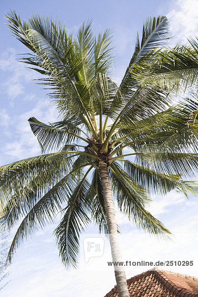 Asia  Indonesia  Bali  Palm tree