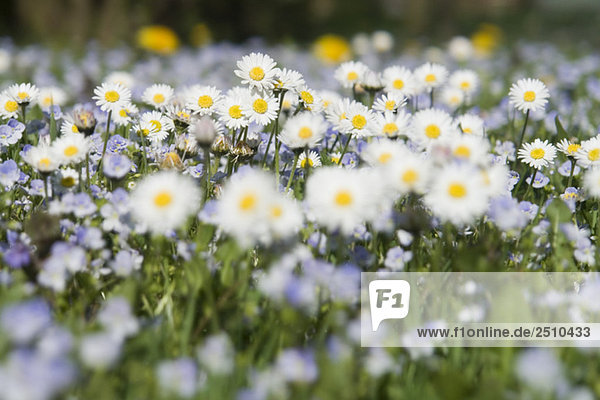 Germany  Bavaria  Wild daisies (Asteraceae)  close-up