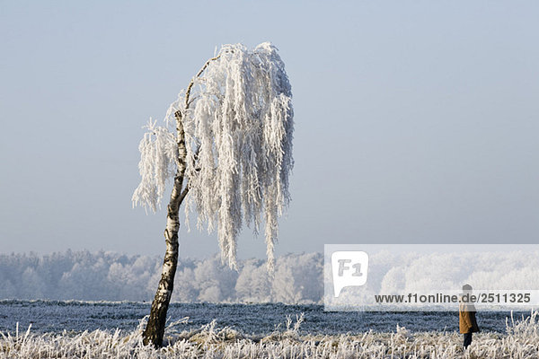 Germany,  Lower Saxony,  Vahrendorf,  winter scenery with walker