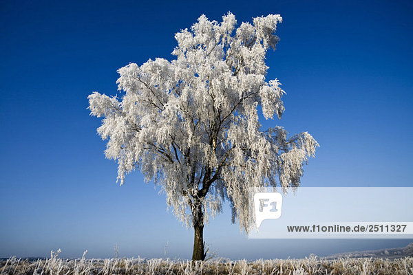 Germany,  Lower Saxony,  Vahrendorf,  snow-covered tree