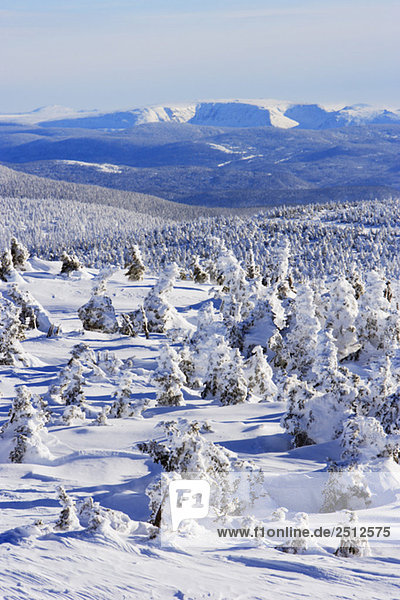 View of snow-covered trees and Mont Albert from Mont Logan Quebec Canada