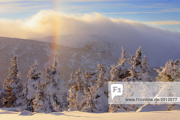 View of snow-covered trees  frost rainbow and Mont Logan at sunset  Quebec  Canada