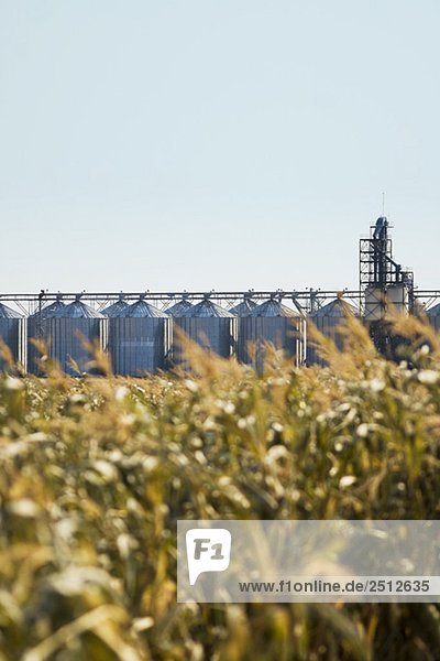 Autumn  steel bins beside a corn maze  just outside Regina  Saskatchewan