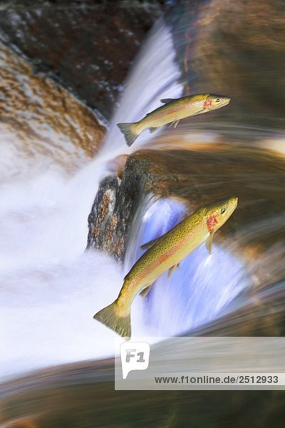 Miigrating Steelhead Salmon leaping over falls.
