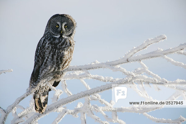 Große Grey Owl  nördlichen British Columbia.