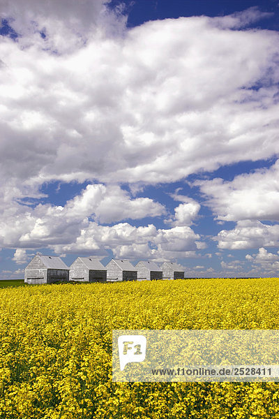 Korn Lagerplätze in Canola Field  Airdrie  Alberta