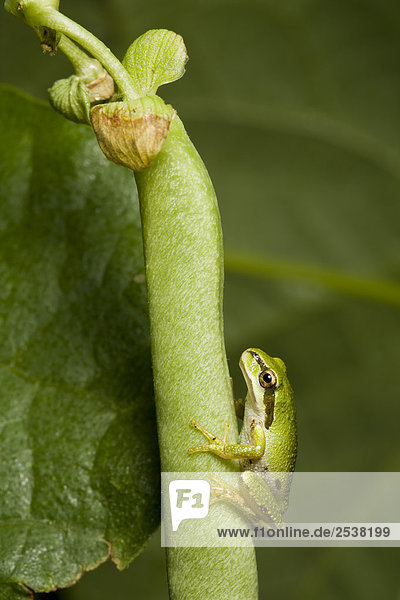 Pacific Treefrog (Hyla regilla)  with plant to show scale  British Columbia.