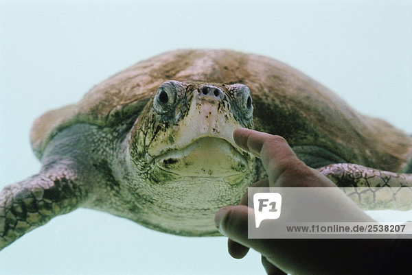 Schuldzuweisungen bei Turtle Swimming  Cancun  Mexiko