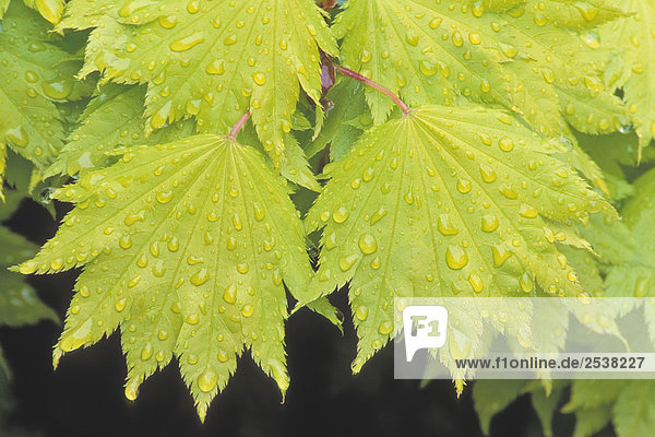 'Rain Drop on Spring Leaves  Golden Full Moon Maple  (Acer shirasawanum 'Aureum' ).