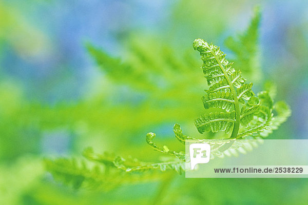 'Close-up on Lady fern Frond (Athyrium filix-femina)