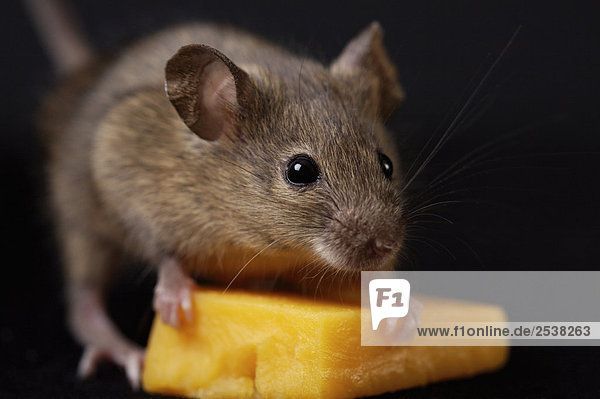 Artist's Choice: Mouse with Cheese