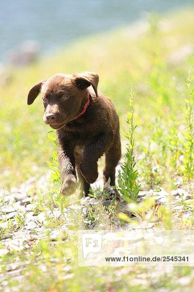 Puppy of labrador running in field