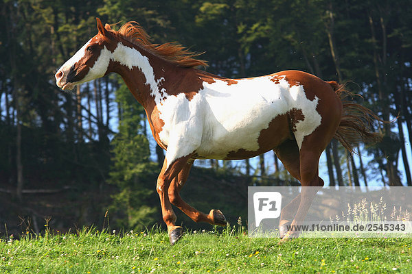 Amerikanische Farben-Pferd im Feld im Galopp