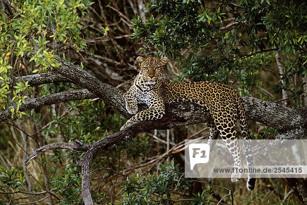 Ausruhen im Baum Kenya Leopard