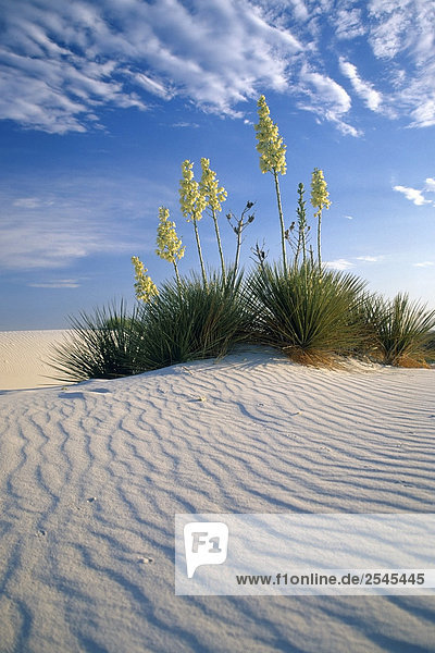Blooming Yucca Plant in middle of windblown sand dunes White Sand Dunes Nat Monument New Mexico USA
