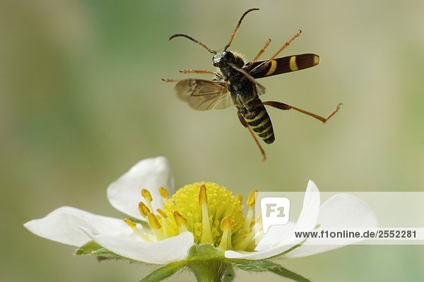 Nahaufnahme der Wasp Käfer (Echter Widderbock) schwebend über Blume