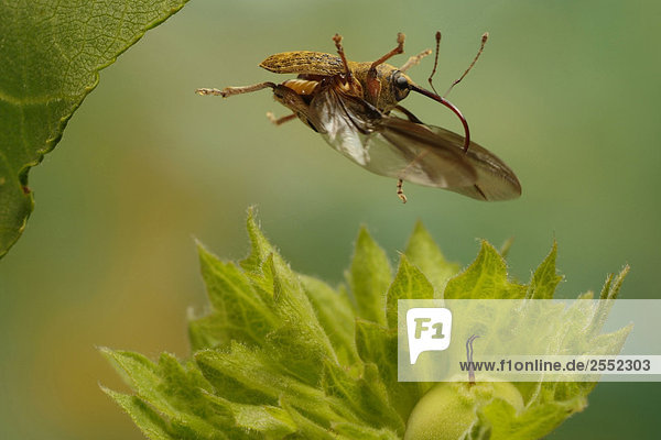 Nahaufnahme of Acorn Weevil (Haselnussbohrer) über Blume fliegen