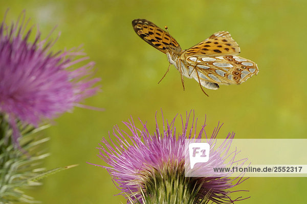 Nahaufnahme der Königin von Spanien Perlmutterfalter (Issoria Lathonia) Schmetterling überfliegen Distelblume