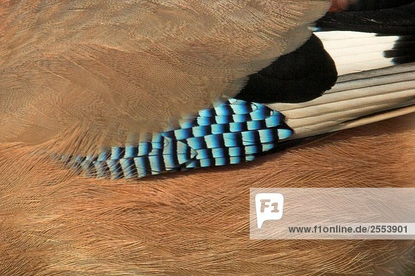 Close-up of feather of Eurasian Jay (Garrulus glandarius)