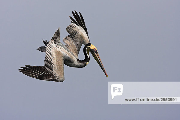 Nahaufnahme des Brown Pelican (Pelecanus Okzident) im Flug