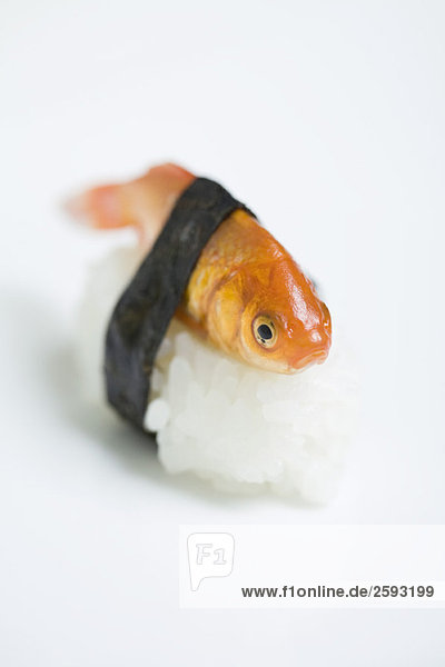 Goldfisch als Nigiri-Sushi zubereitet  Nahaufnahme