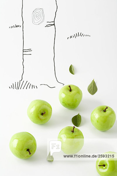 Grüne Äpfel unter der Zeichnung des Baumstammes