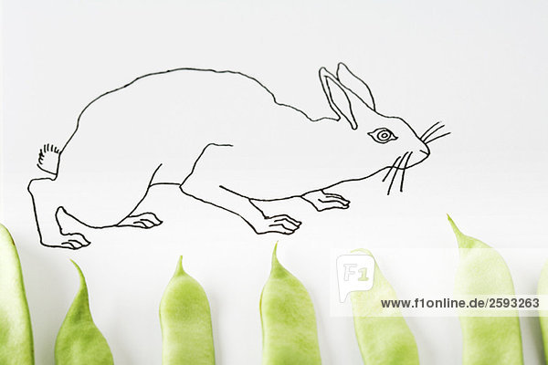 Zeichnung eines Kaninchens  das auf frischen Erbsenschoten läuft
