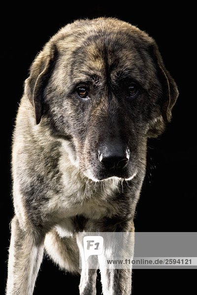 Anatolischer Schäferhund  Portrait