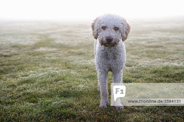 Ein spanischer Wasserhund steht auf einem Feld