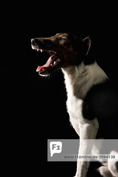 Fox Terrier  Portrait
