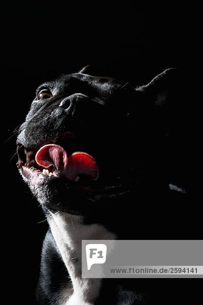 Französische Bulldogge  Portrait