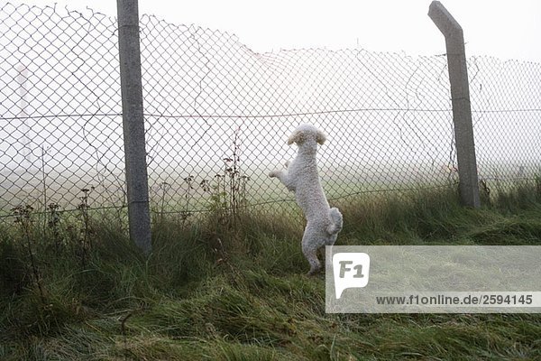 Ein spanischer Wasserhund  der sich aufrichtet und sich an einen Zaun lehnt.