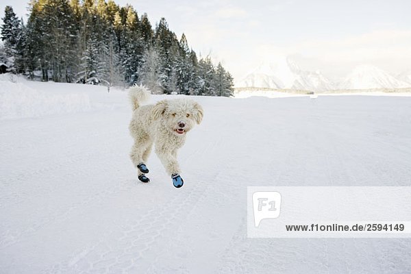 Ein spanischer Wasserhund in Schühchen und durch den Schnee rennend