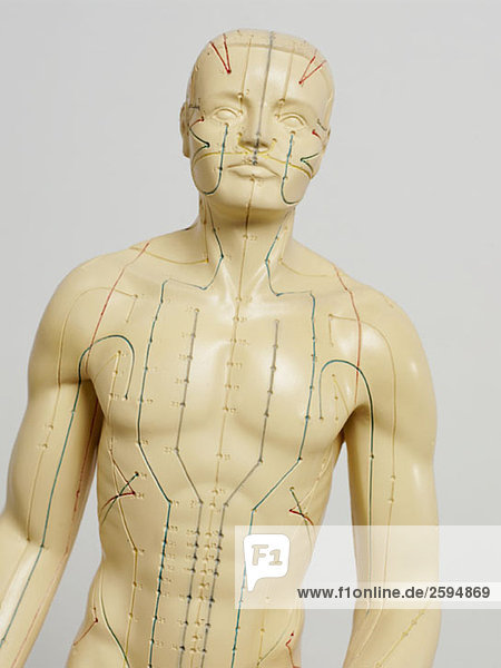Ein anatomisches Akupunkturmodell