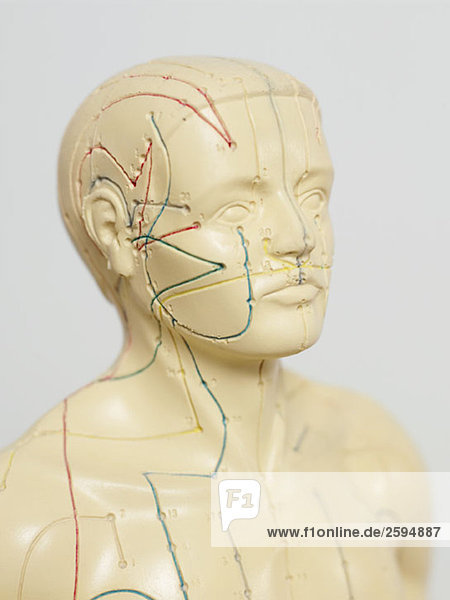 Ein anatomisches Akupunkturmodell