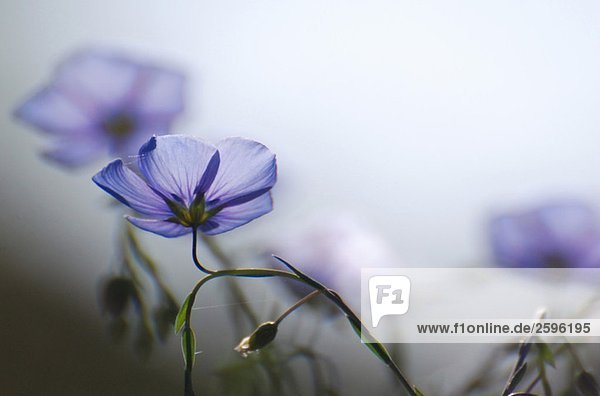 Blaue Blumen im Morgenlicht