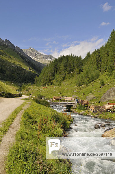 Fluss in Valley  Trentino-Alto Adige  Italien