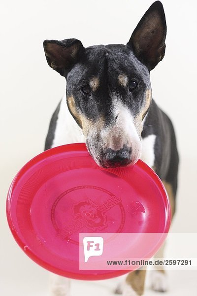 Close-up of dog with frisbee in its mouth